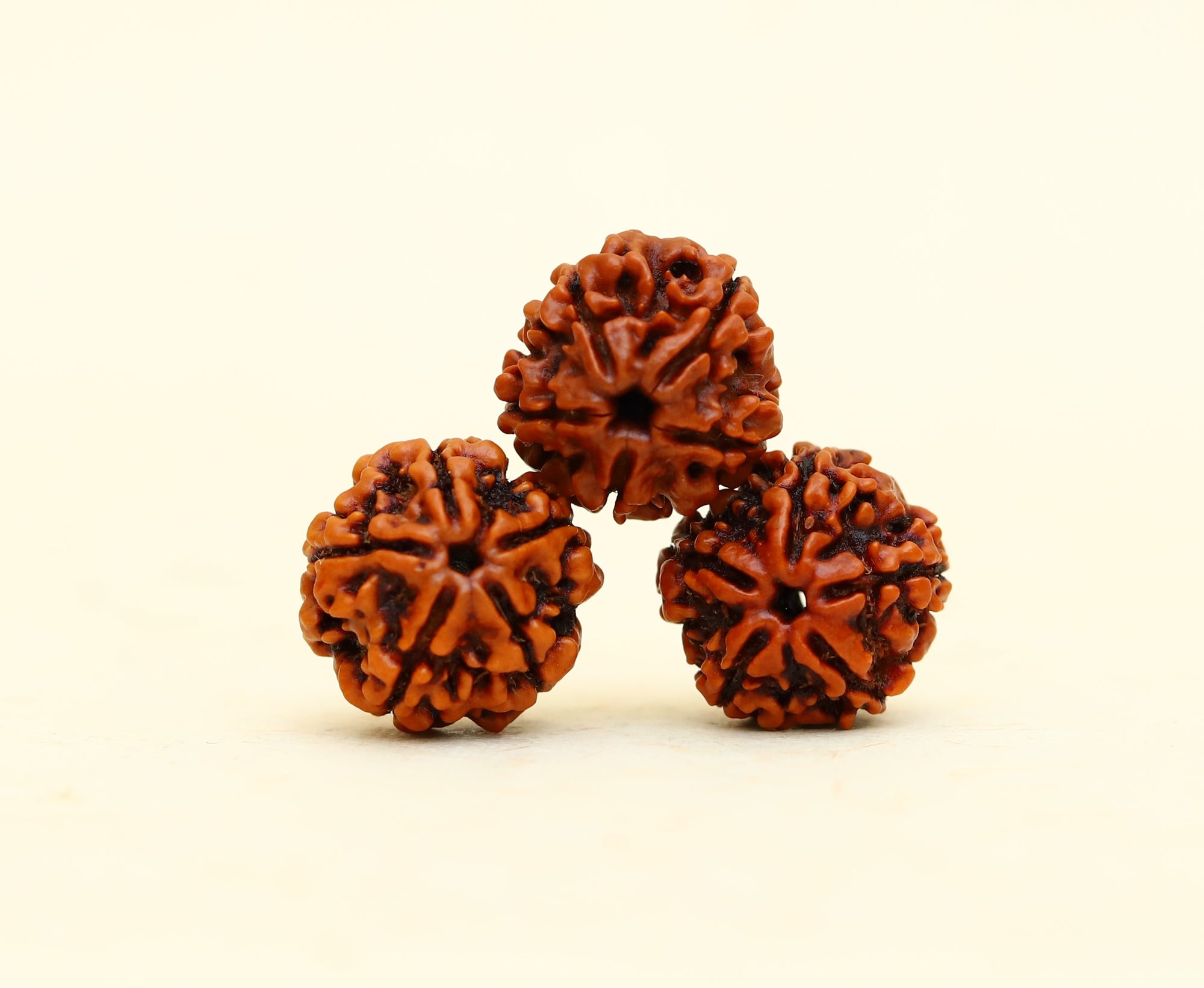 5 mukhi Rudraksha Bead