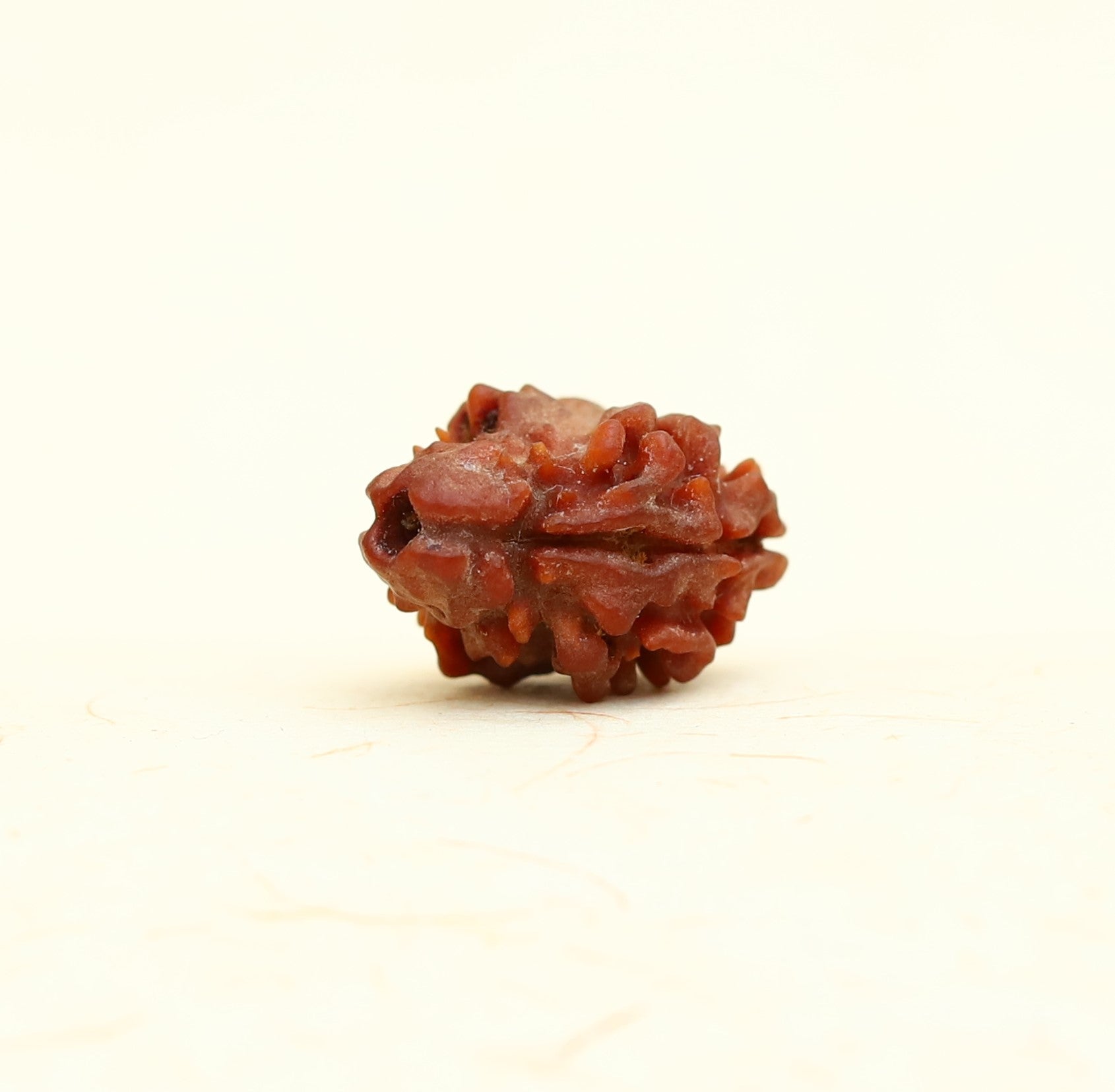 2 mukhi Rudraksha Bead