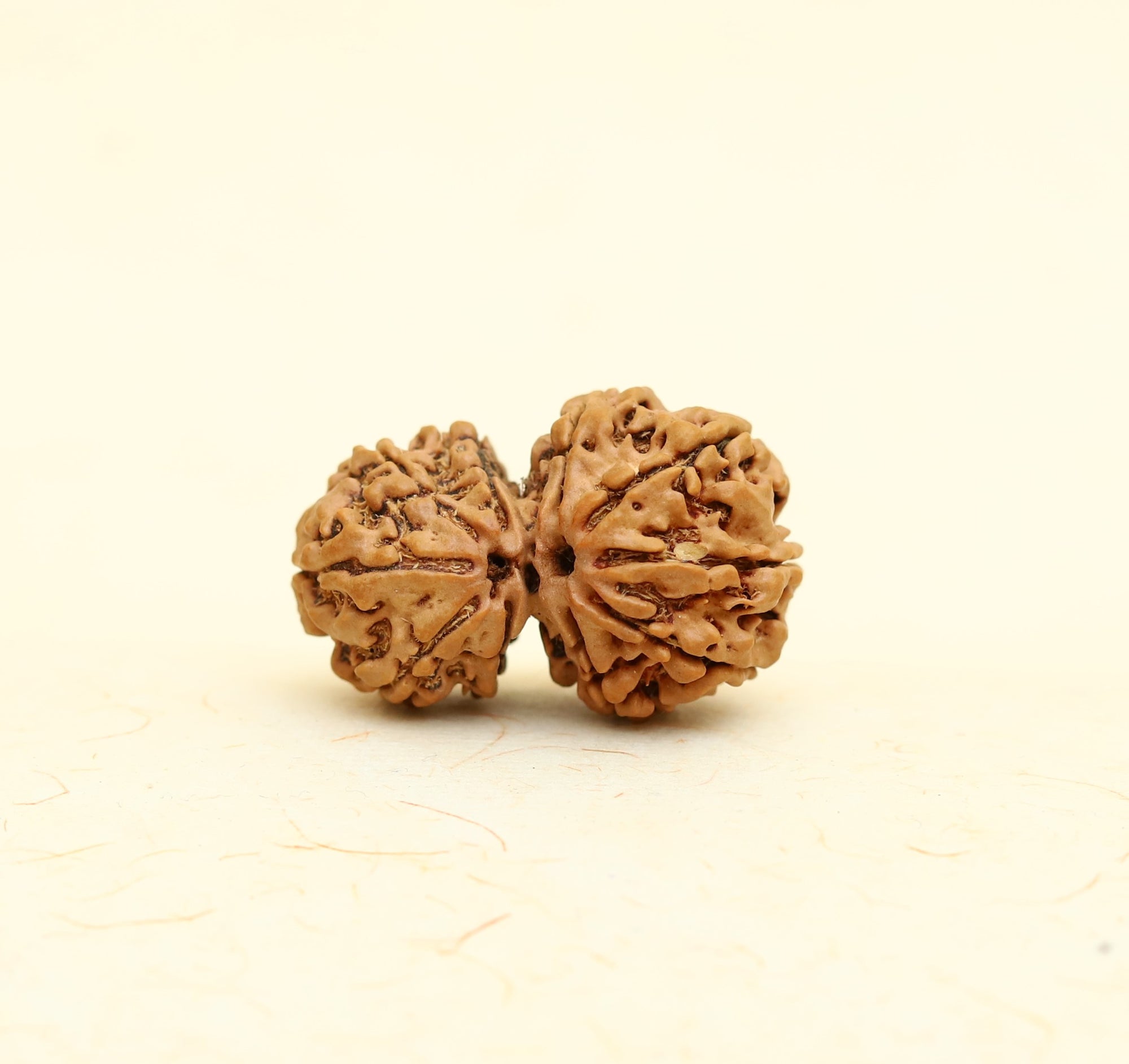 Gauri Shankar Rudraksha Bead
