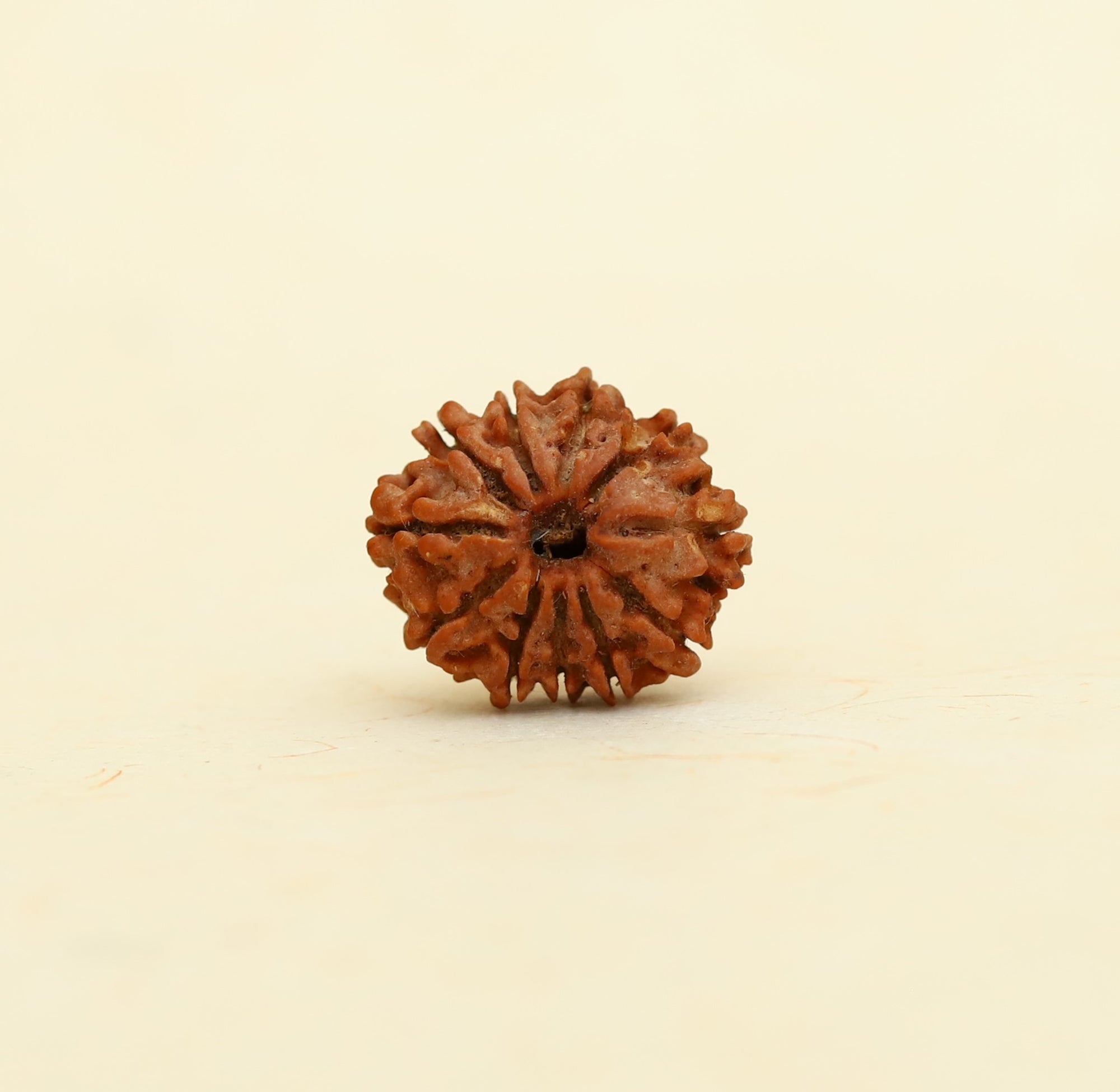 11 mukhi Rudraksha Bead